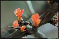 /album/termeszetfotok/nem-zold-levelek-jpg/